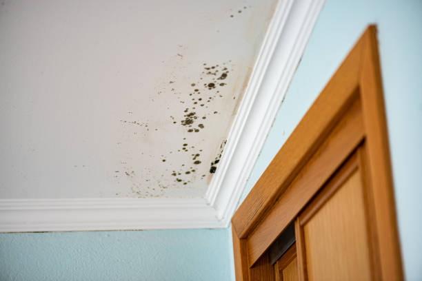 Best Black Mold Remediation in Ainsworth, NE