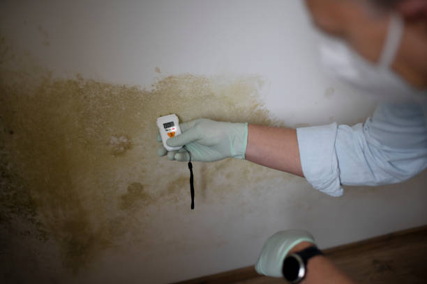 Best DIY Mold Remediation Support Services in Ainsworth, NE