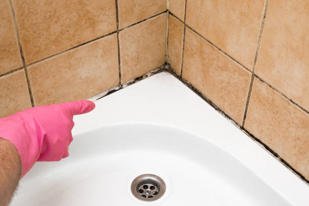 Best Residential Mold Remediation in Ainsworth, NE